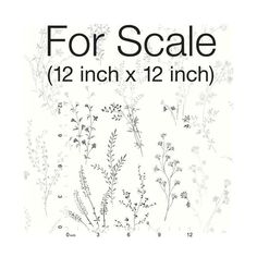 an image of some plants with the words for scale 12 inch x 12 inch on it