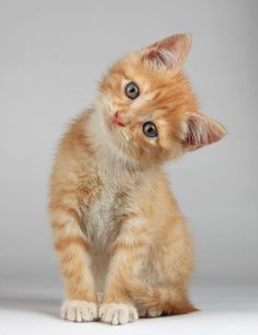 a small orange kitten sitting on top of a white floor next to a gray wall