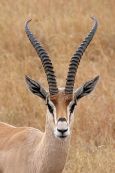 an antelope with very long curved horns standing in tall brown grass looking at the camera