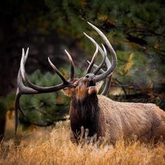 an elk with large antlers standing in tall grass