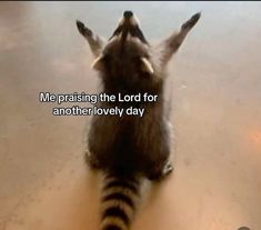 a raccoon standing on its hind legs with the words me praising the lord for another lovely day