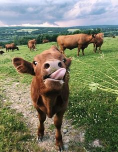 a brown cow standing on top of a grass covered field next to other cows in the background