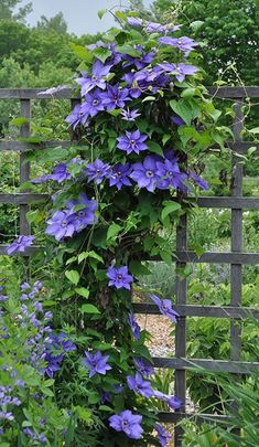 purple flowers growing up the side of a wooden fence with green leaves on it's sides