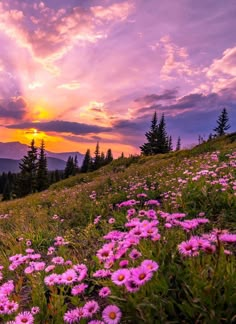 the sun is setting over a mountain with wildflowers in bloom and pine trees