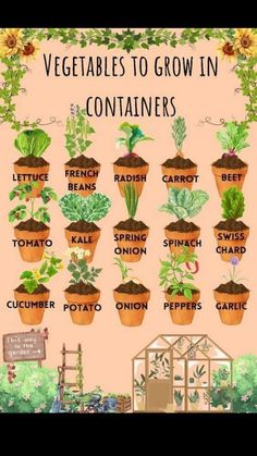 an illustrated poster showing the different types of vegetables to grow in containers and how they are grown