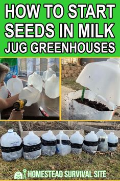 how to start seeds in milk jug greenhouses with pictures and text that says how to start seeds in milk jug greenhouses