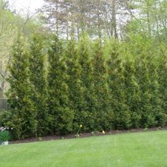 a tall green hedge next to a lush green field