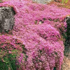 pink flowers growing on the side of a stone wall