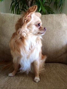 a small brown dog sitting on top of a couch next to a potted plant