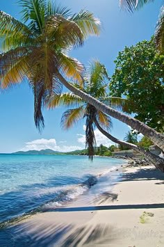 the beach is lined with palm trees and blue water