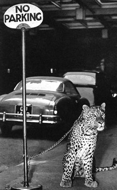 a leopard walking across a parking lot next to a no parking sign