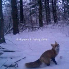 a fox is running through the snow in front of some trees with words on it