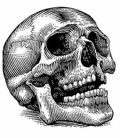 a black and white drawing of a human skull, vintage line drawing or engraving illustration