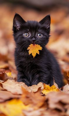 a small black kitten sitting on top of leaves