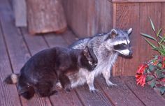 two raccoons are standing on a wooden deck next to some flowers and plants