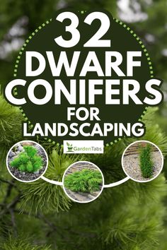 32 Dwarf Conifers For Landscaping Conifer Landscape Design, Landscaping With Conifers, Conifers In Containers, Conifer Corner Garden, Ornamental Conifer, Patio Landscape Design, Landscape Ideas Front Yard Curb Appeal, Japanese Black Pine