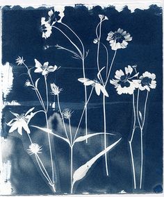 a black and white photo of wildflowers against a dark blue background, with one cat in the foreground