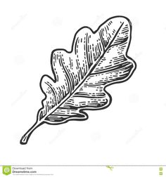 an oak leaf is drawn in black ink on a white background, it looks like the leaves are falling