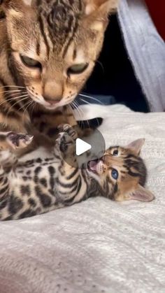 two kittens playing with each other on top of a white bed sheet and one cat is looking at the camera