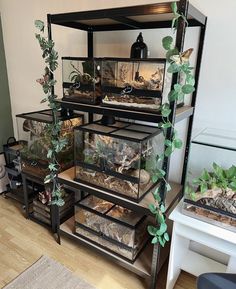 several different types of plants and animals in glass cases on shelves next to each other