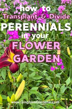 purple and yellow flowers with text overlay how to transplant & divide perennials in your flower garden