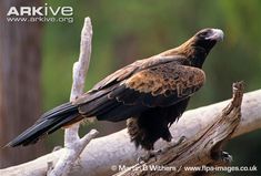 a large bird sitting on top of a tree branch