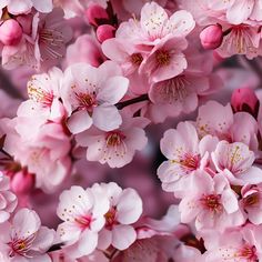 pink flowers are blooming on the branches of cherry trees in this close up photo