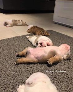 three puppies are sleeping on the floor next to each other, one is brown and white