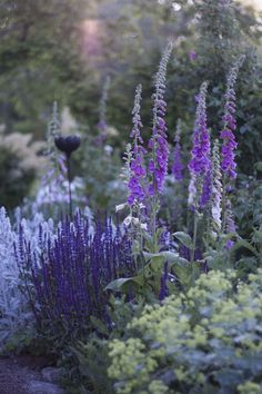 purple flowers and other plants in a garden