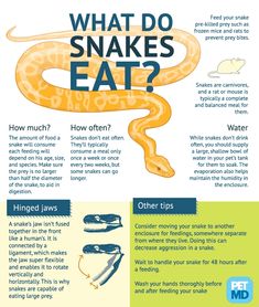 an info sheet describing what snakes eat