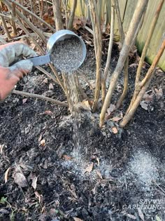 a person is watering some plants in the dirt