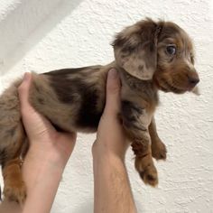 a small brown and black puppy being held in someone's hand with white walls behind it