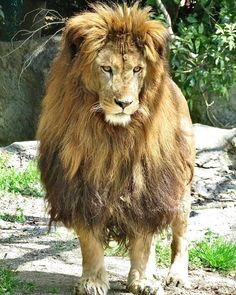 a large lion standing on top of a lush green field