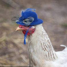 a white chicken with a blue hat on it's head