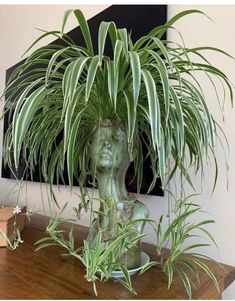 there is a plant in the shape of a human head on top of a table