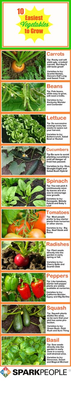 a poster with different types of vegetables and their names in english, spanish and french