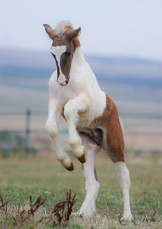 a brown and white horse standing on its hind legs