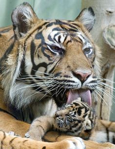 a tiger laying down with its mouth open