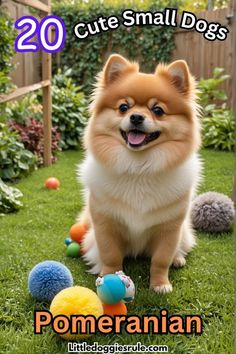 a small dog sitting in the grass with balls around it and text overlay that reads 20 cute small dogs pomeranian