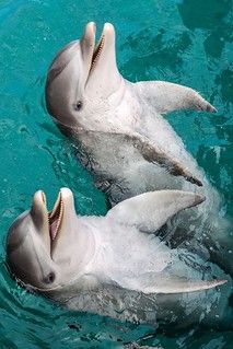 two dolphins swimming in the water with their mouths open