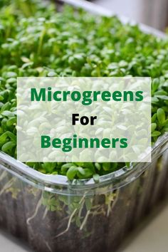 growing microgreens Salad Garden, Growing Peas, Indoor Vegetables, Growing Sunflowers, Vegetable Harvest