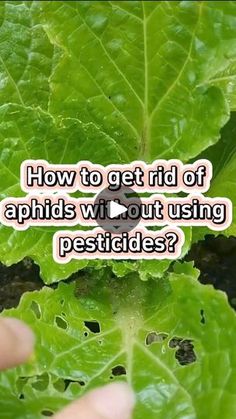 someone is pointing at some green leaves with the words how to get rid of aphilds without using pesticides?