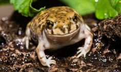 a close up of a frog on the ground