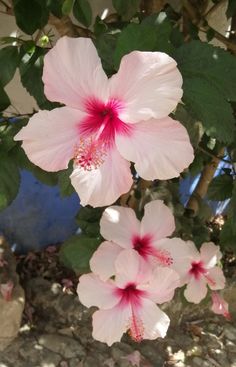 pink flowers are blooming in the garden