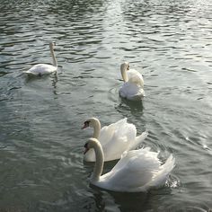 two swans are swimming in the water together