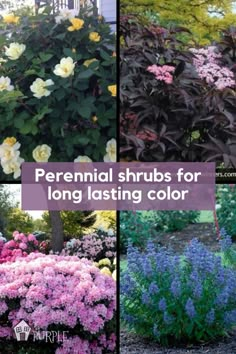 four different types of shrubs for long - lasting color