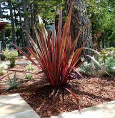 a red plant in the middle of a garden