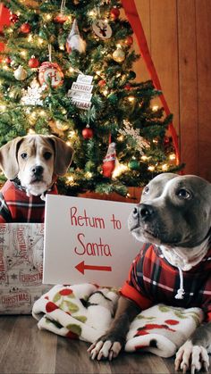 two dogs sitting in front of a christmas tree with a sign that says return to santa