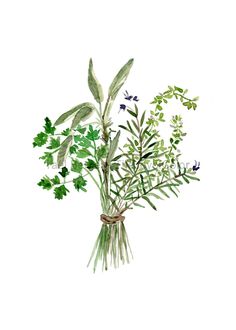 a watercolor painting of herbs and leaves