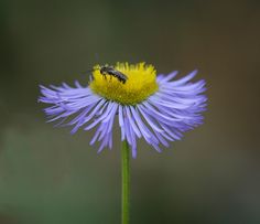 a bee sitting on top of a purple flower